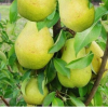 Саженец груши колоновидной Диалог: фото и описание