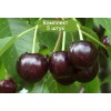 Саженцы черешни Мелитопольская -  5 шт.: фото и описание