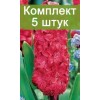Луковицы Гиацинта Холли Хок люкс (Hollyhock) -  5 шт.: фото и описание