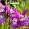 Саженцы Ириса сибирского Роуз Квест (Rose Quest) - 5 шт.: фото и описание