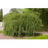 Сеянцы ивы Матсуды (Salix Matsudana) -  5 шт.: фото и описание