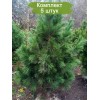 Саженцы кедра Сибирский 60-100 см -  5 шт.: фото и описание
