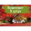 Саженцы клёна краснолистый до 2 метров -  5 шт.: фото и описание