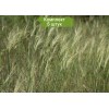 Саженцы Ковыля-волосатика -  5 шт.: фото и описание