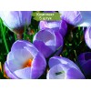 Луковицы крокуса крупноцветкового Блю Перл (Blue Pearl) -  5 шт.: фото и описание