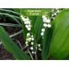 Луковицы ландыша садового Майский -  5 шт.: фото и описание