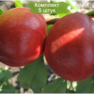 Комплект 5шт / НЕКТАРИН САН ГЛОУ