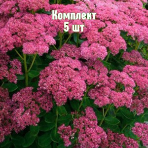 Комплект 5шт / Очиток (седум) видный Карл