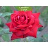 Саженцы чайно-гибридной розы Бургунд 81 (Burgund 81) -  5 шт.: фото и описание