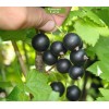 Саженцы черной смородины Дачница -  5 шт.: фото и описание