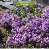 Саженцы тимьяна (чабреца) ползучего Меджик Карпет (Magic Carpet) -  5 шт.: фото и описание