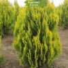 Туя Восточная 60-100 см -  5 шт.: фото и описание