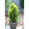 Туя Восточная до 20 см -  5 шт.: фото и описание