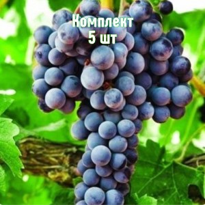 Комплект 5шт / Виноград Августа