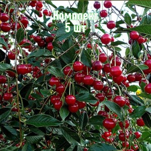 Комплект 5шт / Вишня Мелодия