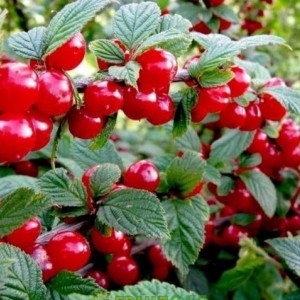 Вишня войлочная Осенняя вировская